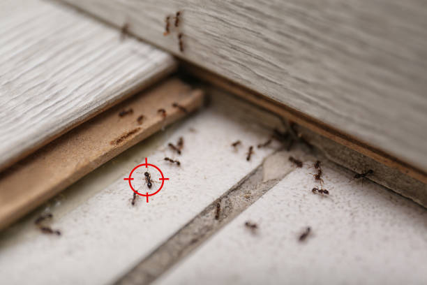 Best Flea Control Services  in De Smet, SD